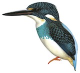 Javan Blue-banded Kingfisher Illustration