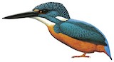 Blyth's Kingfisher Illustration