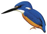 Shining-blue Kingfisher Illustration