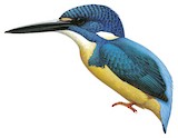 Half-collared Kingfisher Illustration