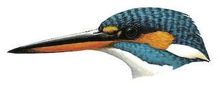 Common Kingfisher - Alcedo atthis - Birds of the World