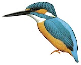 Common Kingfisher Illustration