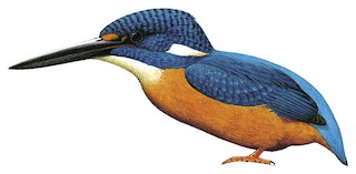 Common Kingfisher - Alcedo atthis - Birds of the World