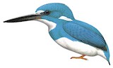 Cerulean Kingfisher Illustration