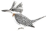 Crested Kingfisher Illustration