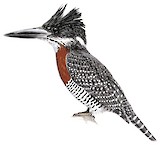 Giant Kingfisher Illustration