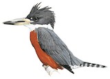 Ringed Kingfisher Illustration