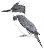 Belted Kingfisher Illustration