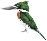 Amazon Kingfisher Illustration