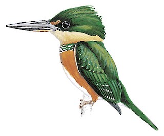 Chloroceryle aenea aenea