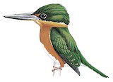 American Pygmy Kingfisher Illustration