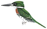 Green Kingfisher Illustration