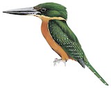 Green-and-rufous Kingfisher Illustration