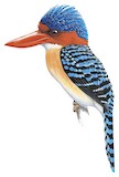 Banded Kingfisher Illustration