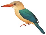 Stork-billed Kingfisher Illustration