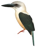 Great-billed Kingfisher Illustration