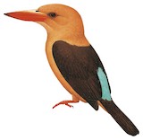 Brown-winged Kingfisher Illustration