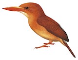 Ruddy Kingfisher Illustration