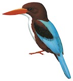 White-throated Kingfisher Illustration