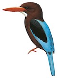 Brown-breasted Kingfisher Illustration