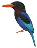 Javan Kingfisher Illustration