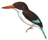 Chocolate-backed Kingfisher Illustration