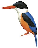 Black-capped Kingfisher Illustration