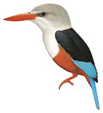 Grey-headed Kingfisher Illustration