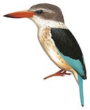 Brown-hooded Kingfisher Illustration