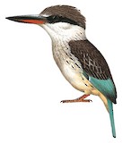 Striped Kingfisher Illustration