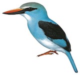 Blue-breasted Kingfisher Illustration