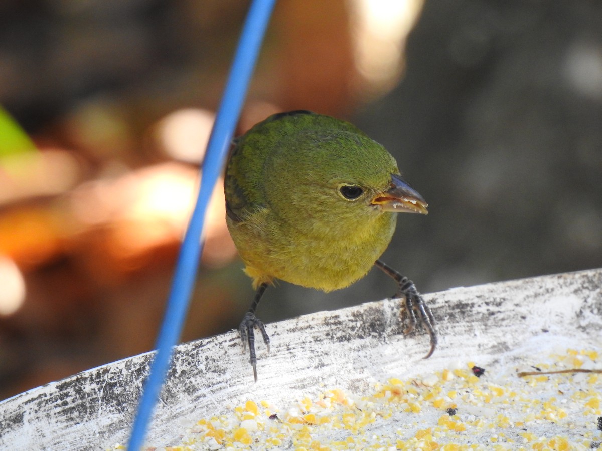 Painted Bunting - ML151465321