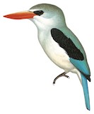 Mangrove Kingfisher Illustration