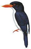 White-rumped Kingfisher Illustration