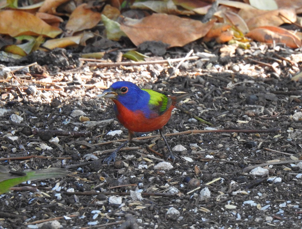 Painted Bunting - ML151465541