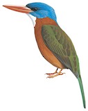 Green-backed Kingfisher Illustration