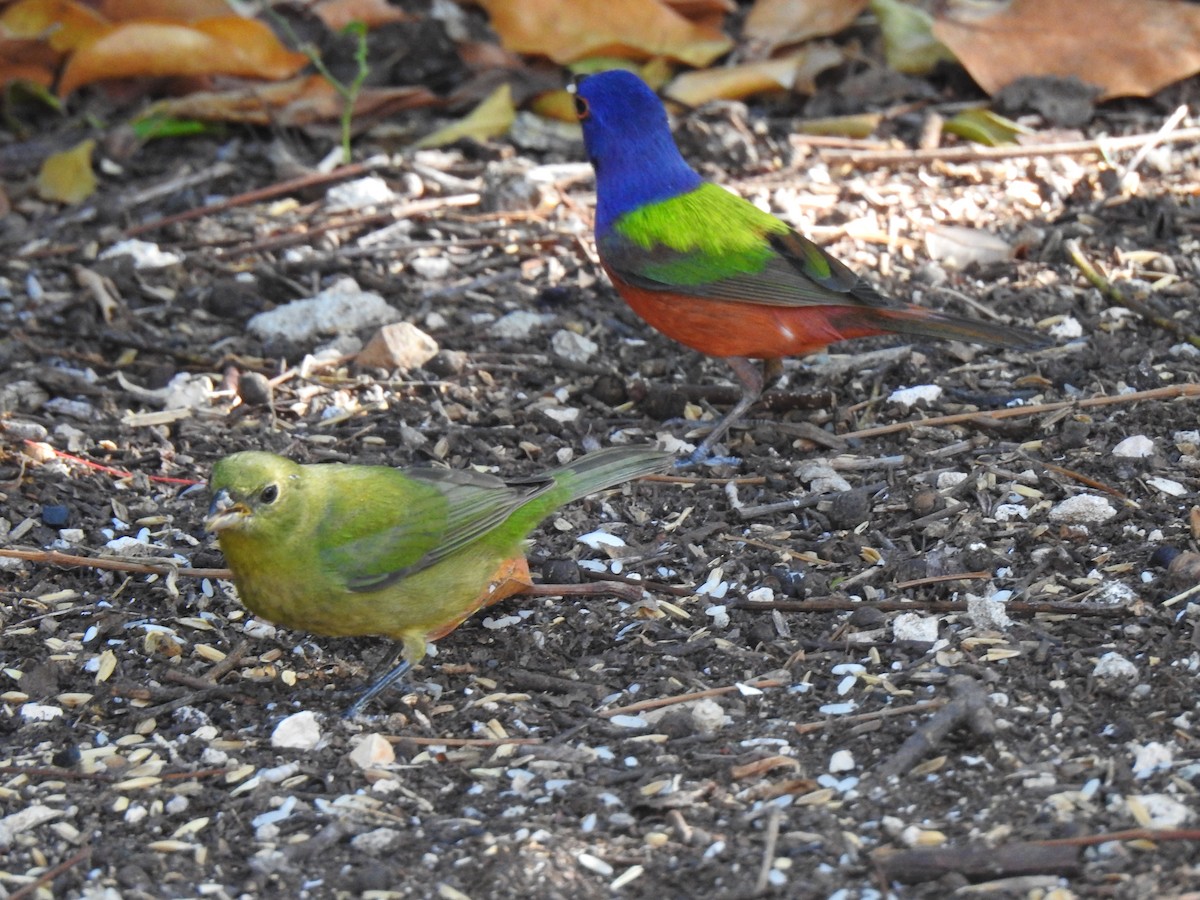 Painted Bunting - ML151465561