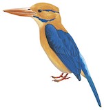 Moustached Kingfisher Illustration