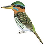 Spotted Wood Kingfisher Illustration