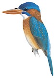 Hombron's Kingfisher Illustration