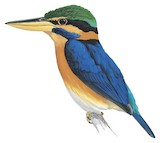 Rufous-collared Kingfisher Illustration