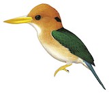 Yellow-billed Kingfisher Illustration