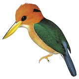 Mountain Kingfisher Illustration