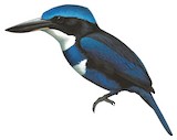 Blue-black Kingfisher Illustration