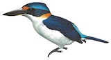 Winchell's Kingfisher Illustration