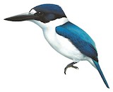 Blue-and-white Kingfisher Illustration