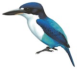 Lazuli Kingfisher Illustration