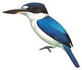 Forest Kingfisher Illustration