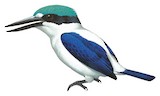 White-mantled Kingfisher Illustration