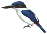 Ultramarine Kingfisher Illustration